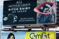 2018 Ditch Dairy Billboard