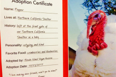 Adopt a Turkey Farm Sanctuary 2015