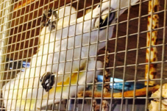 Foster Parrots Fall Fundraiser Extravaganza 2014