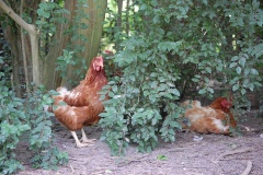 Hell to Heaven Hen Rescue