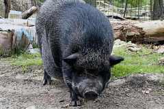 Volunteer Day at River Haven Sanctuary - May 19, 2024